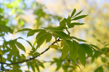 Autumn colored leaves in the forest