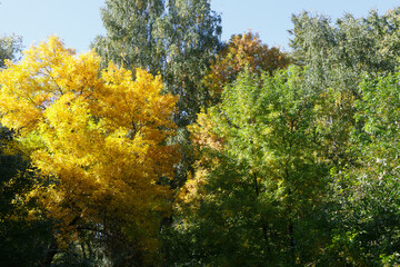 Fototapeta premium Autumn colored leaves in the forest