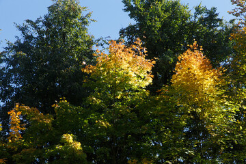 Autumn colored leaves in the forest
