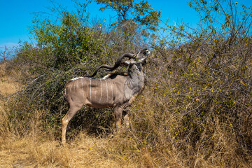Naklejka na ściany i meble A Greater Kudu bull with huge horns busy eating leaves of a bush. 