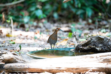 Slaty - legged Crake