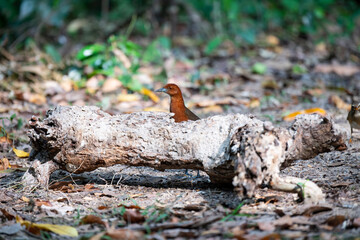 Slaty - legged Crake