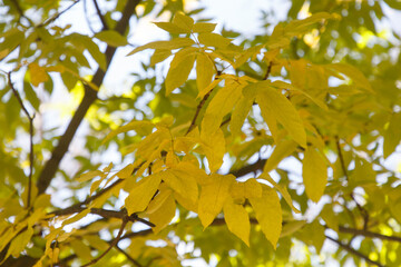 Autumn colored leaves in the forest