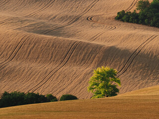 Rolling fields after harvest with drawers of trees in South Moravia, Czech Republic