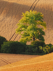 Rolling fields after harvest with drawers of trees in South Moravia, Czech Republic