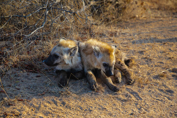 Two young spotted hyena lying next to each other.  