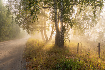 Misty morning on the countryside road with trees in sunshine lights

