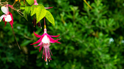 Pink flower with White center closeup