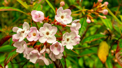 Fototapeta na wymiar White Flower with Pink Shades