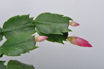 Pink epiphyllum on a white background