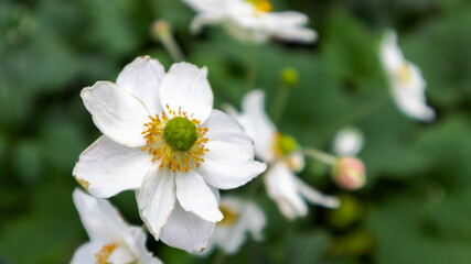 Flower Closeups - White Flower