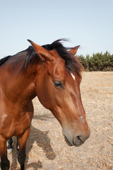 Obraz premium A horse near the beach of El Palmar, in Vejer de la Frontera. Cadiz. Andalusia. Spain