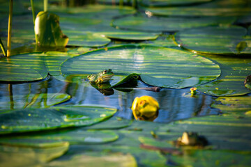 rana viviendo en su charca