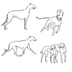 greyhound dog freehand pencil, hand drawn, isolated on white background.