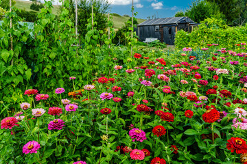 Fototapeta na wymiar Bauerngarten mit Gemüse, Kohl, Salat und blühenden Blumen im Spätsommer