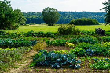 Bauerngarten mit Gemüse, Kohl, Salat und blühenden Blumen im Spätsommer