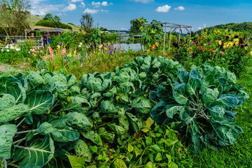 Bauerngarten mit Gemüse, Kohl, Salat und blühenden Blumen im Spätsommer