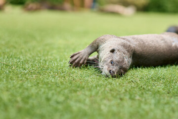 otter resting on grass in Singapore
