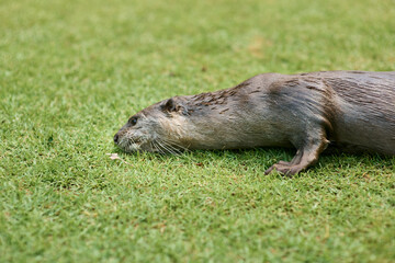 otter resting on grass in Singapore