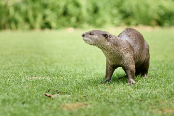 otter resting on grass in Singapore