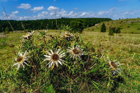 Silberdistel (botanisch: Carlina acaulis) im Naturschutzgebiet Eselsburger Tal, am Ostrand der Schwäbischen Alb