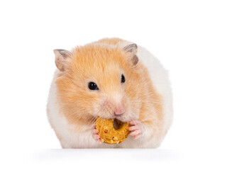 Adult golden hamster sitting facing front, holding a donut treat in mouth and paws. Isolated on a white background.