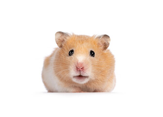 Adult golden hamster  sitting facing front. Looking straight into camera. Isolated on a white...