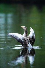 epic greylag goose