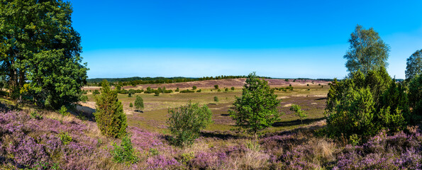 The Lueneburg Heath Nature Park (German: Naturpark Lüneburger Heide) near Oberhaverbeck in Lower Saxony, Germany. View from the Wümmeberg Viewpoint.
