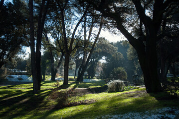 Winter morning in the Spanish forest