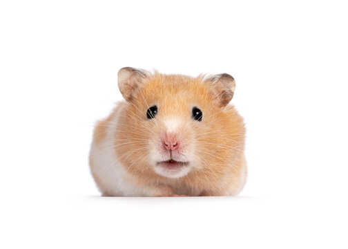 Adult golden hamster  sitting facing front. Looking straight into camera. Isolated on a white background.