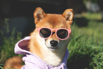 Cute and happy shiba inu dog wearing sunglasses and violet hoodie in summer