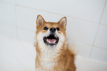 wet, funny and cute shiba inu dog in bathtub. Red shiba inu dog