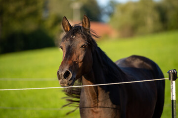 Fototapeta na wymiar paard portret Pferdeporträt