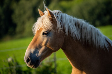 paard portret Pferdeporträt