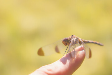 ノシメトンボ / Sympetrum infuscatum