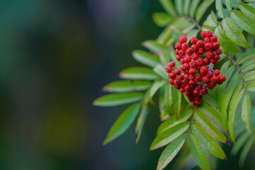 A bunch of orange rowan berries on a blurred green background.