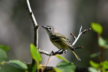 Blue headed vireo sits perched on a branch in the forest