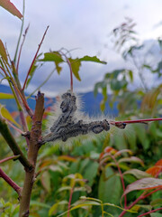 millipedes sticking together on twig of a tree. These millipedes stick together on this peculiar...