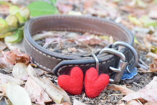 Pet Loss Collar With Two Hearts On Fallen Leaves. 