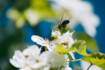 bee on a flower