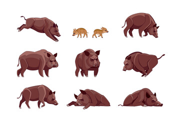Set of Wild boar in different poses looking, running, walking, sleeping, attack. Wild forest creature different poses. Vector flat cartoon character of big mammal animal illustrations isolated