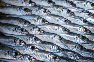 A full-screen background of a fresh horse mackerel aligned in rows.