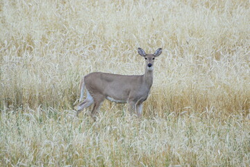 White tail deer standing in field. 