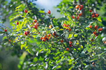 Wild rose hips in the mountains against the background of greenery and sky