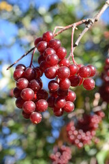 Red cluster of berries hanging from tree in woods. 