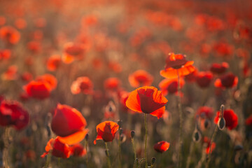 Obraz na płótnie Canvas Red poppies at sunset with selective focus and bokeh background.