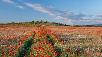 An overgrown road through a red poppy field, horizontally, panoramic.