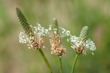 close-up photos of garden flowers and trees that surround us