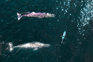 Grey whale swimming under canoe kayak aerial view